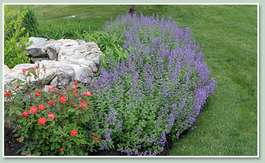 Catmint