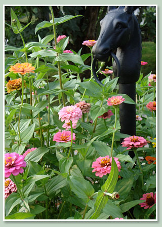 Zinnias